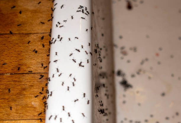 Best Affordable Pest Control Services  in Asbury, IA